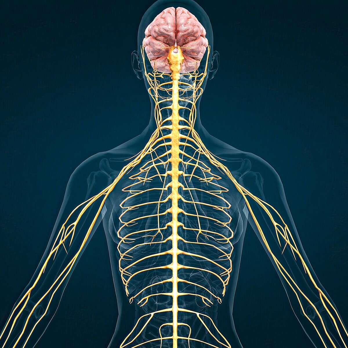 14 Symptoms of Spinal Stenosis